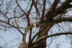 Dalbergia lanceolaria